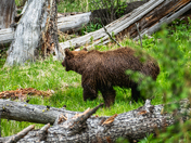 Yellowstone National Park