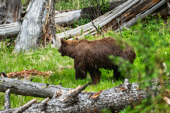 Yellowstone National Park