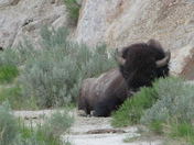 Theodore Roosevelt National Park