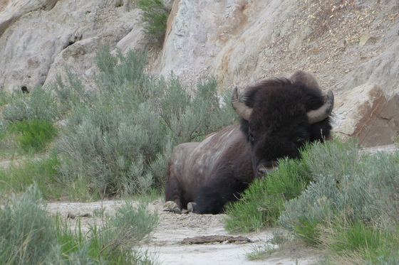 Theodore Roosevelt National Park