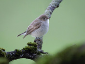 (Ultra rare for Canada) Taiga Flycatcher 