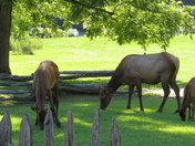 Great Smoky Mountains National Park