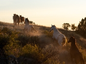 Theodore Roosevelt National Park