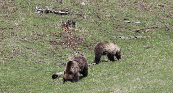 Yellowstone National Park