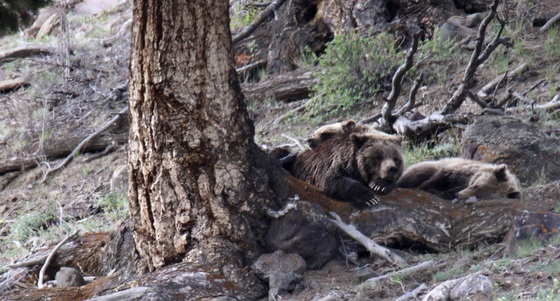 Yellowstone National Park