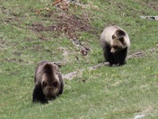 Yellowstone National Park