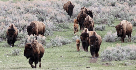 Yellowstone National Park