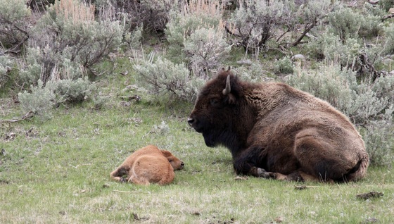 Yellowstone National Park