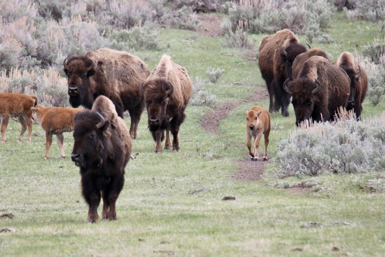Yellowstone National Park
