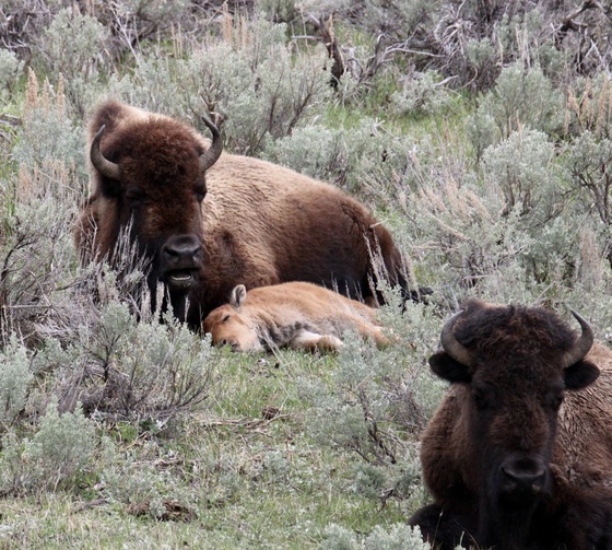 Yellowstone National Park