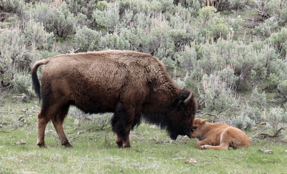 Yellowstone National Park