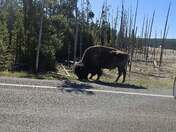 Yellowstone National Park