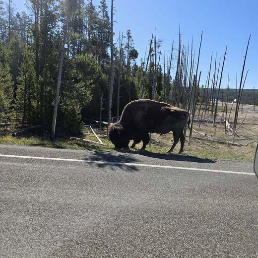 Yellowstone National Park