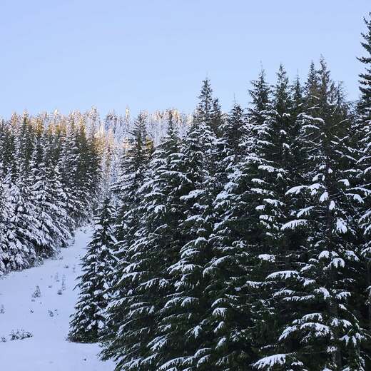 Mount Hood National Forest
