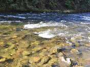 Salmon-Huckleberry Wilderness