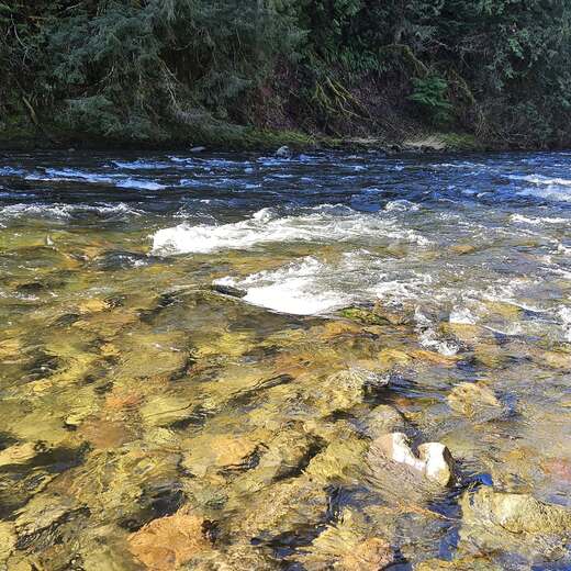 Salmon-Huckleberry Wilderness