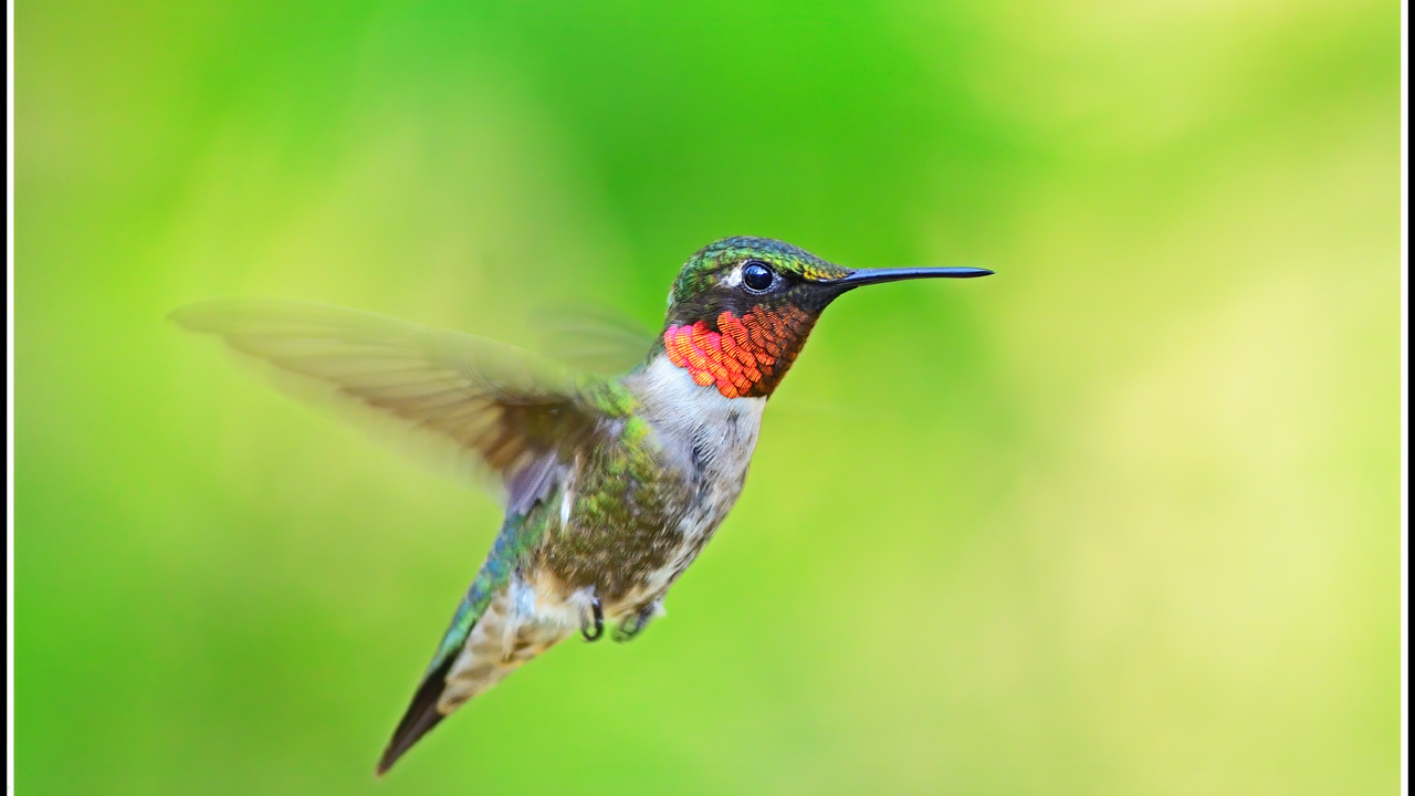 Ruby Throated Hummingbird
