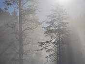 Olympic National Park