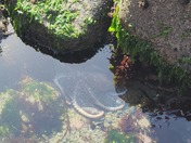 Olympic National Park
