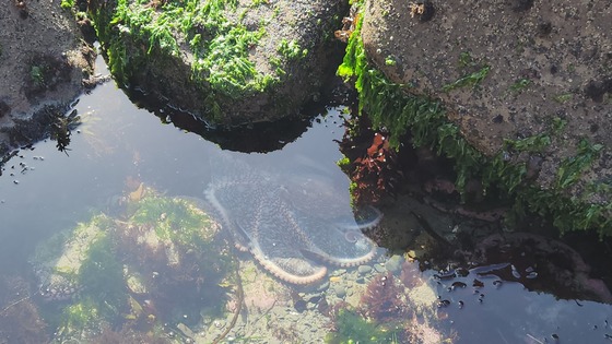 Olympic National Park