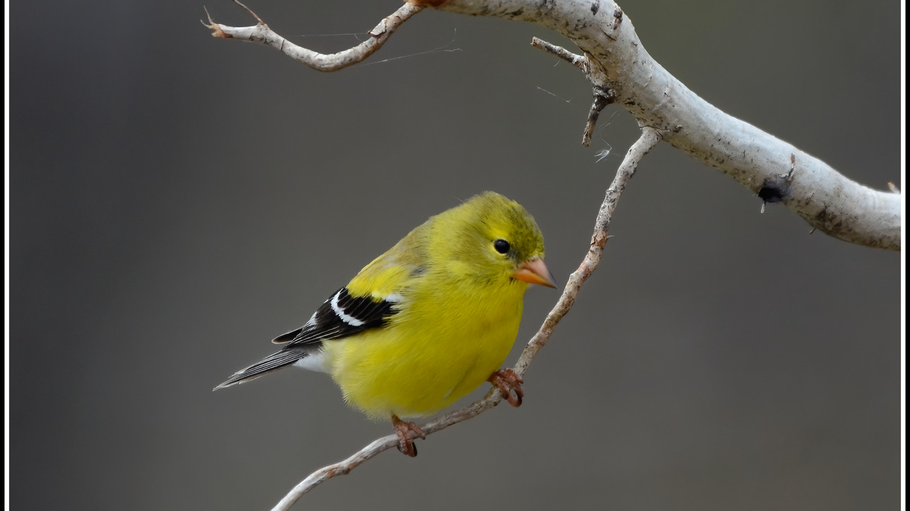 Goldfinch