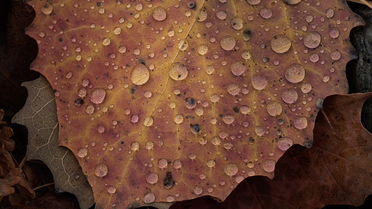 Nature's  magnifiers