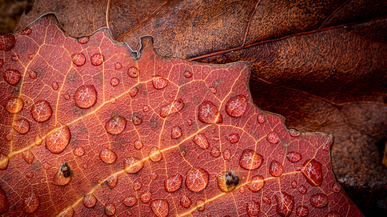 Leaf-like-leather