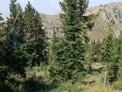 Uinta-Wasatch-Cache National Forest