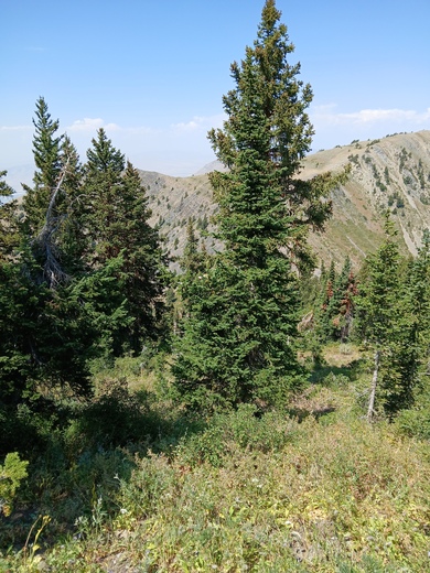 Uinta-Wasatch-Cache National Forest