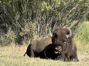 Yellowstone National Park 