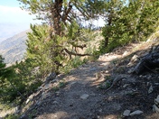 Uinta-Wasatch-Cache National Forest