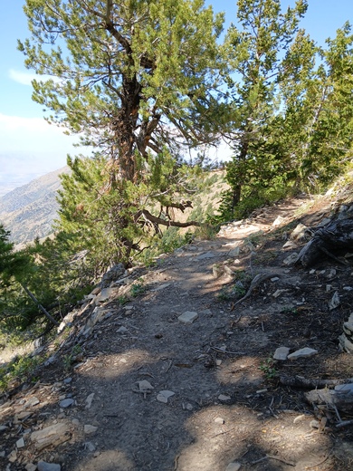 Uinta-Wasatch-Cache National Forest