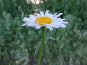 Uinta-Wasatch-Cache National Forest