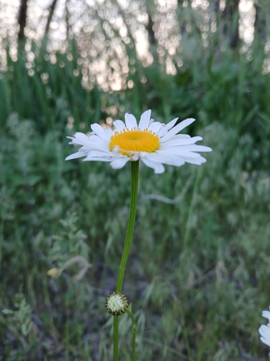 Uinta-Wasatch-Cache National Forest