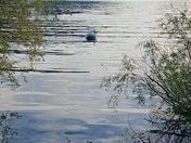 Uinta-Wasatch-Cache National Forest