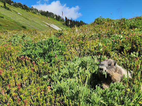 Mt Rainier National Park