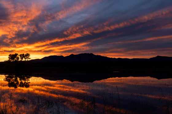 Bosque del Apache National Wildlife Refuge