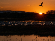 Bosque del Apache National Wildlife Refuge