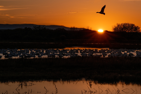 Bosque del Apache National Wildlife Refuge