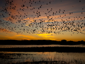 Bosque del Apache National Wildlife Refuge