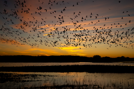 Bosque del Apache National Wildlife Refuge