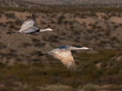 Bosque del Apache National Wildlife Refuge