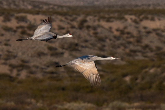 Bosque del Apache National Wildlife Refuge