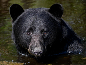 Bosque del Apache National Wildlife Refuge