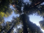 Redwood National Park 