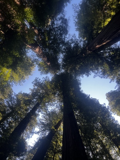 Redwood National Park 