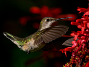 Arthur R. Marshall Loxahatchee National Wildlife Refuge