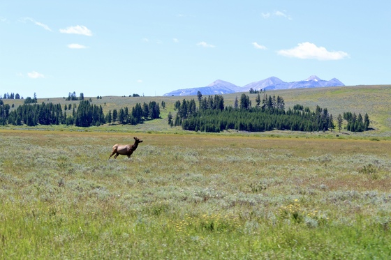 Yellowstone National Park 