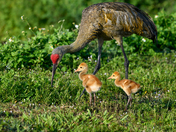 Arthur R. Marshall Loxahatchee National Wildlife Refuge