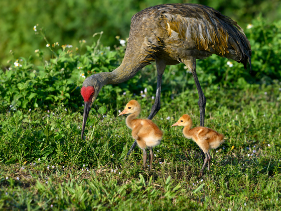 Arthur R. Marshall Loxahatchee National Wildlife Refuge